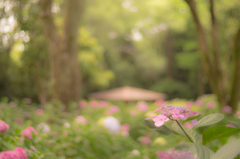 GENTLY JUNE