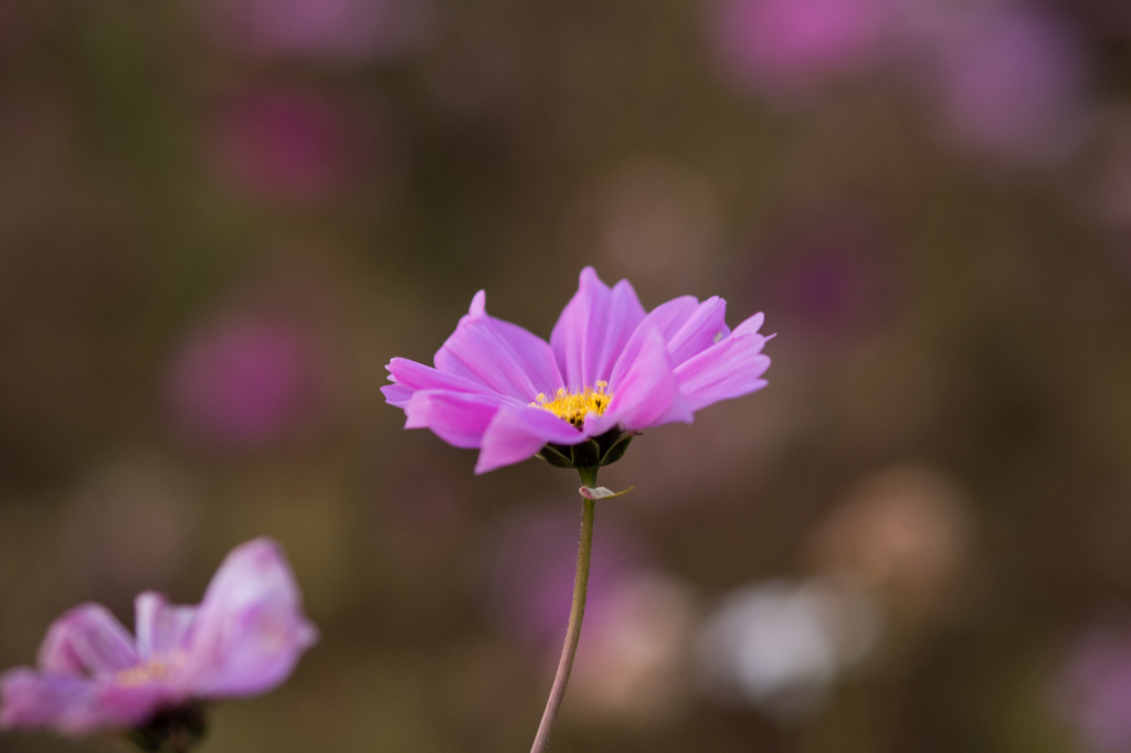 黄昏秋桜 Ⅱ