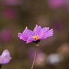 黄昏秋桜 Ⅱ