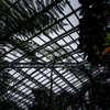 雨の植物園 Ⅴ