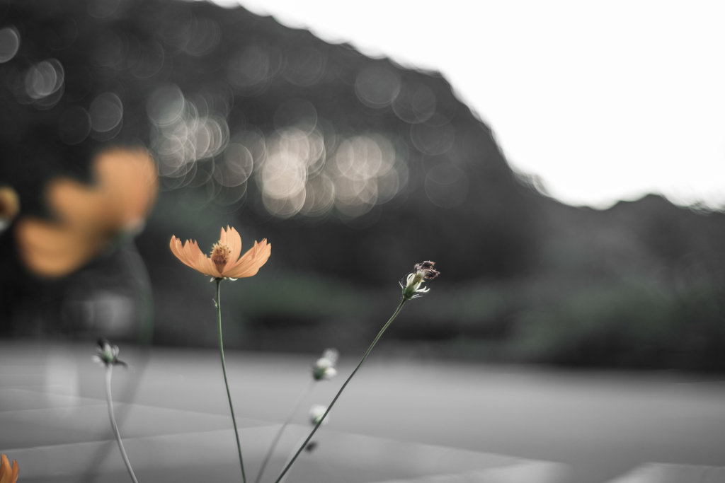 ORANGE FLOWER