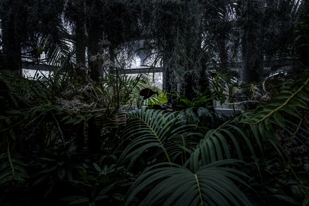 雨の植物園 Ⅱ