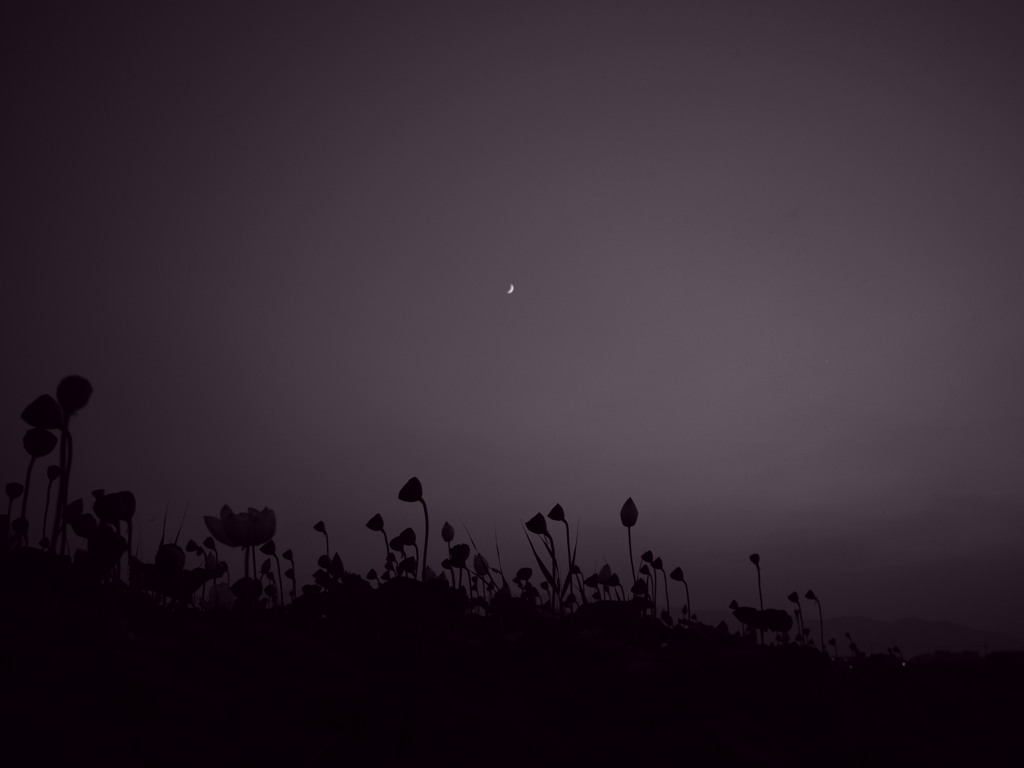 月下睡蓮 ~monotone Ⅱ~