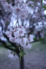 曇天桜