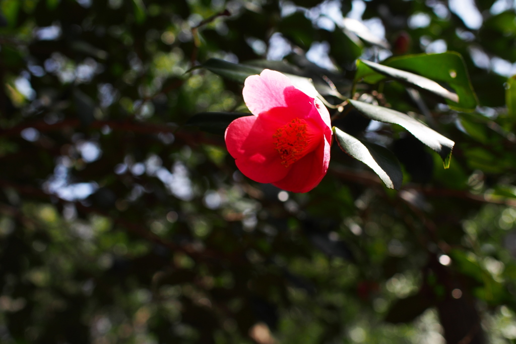 紅一点