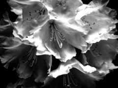 flower portrait ⅩⅡ