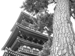 西塔の手前に、樹。　～薬師寺～