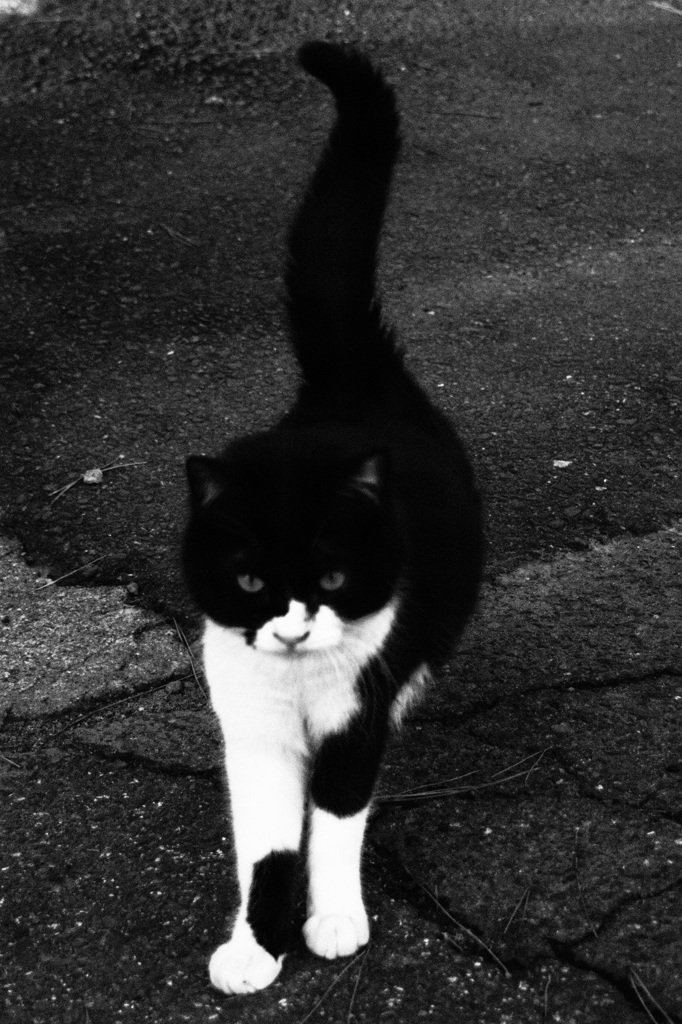 睨み猫