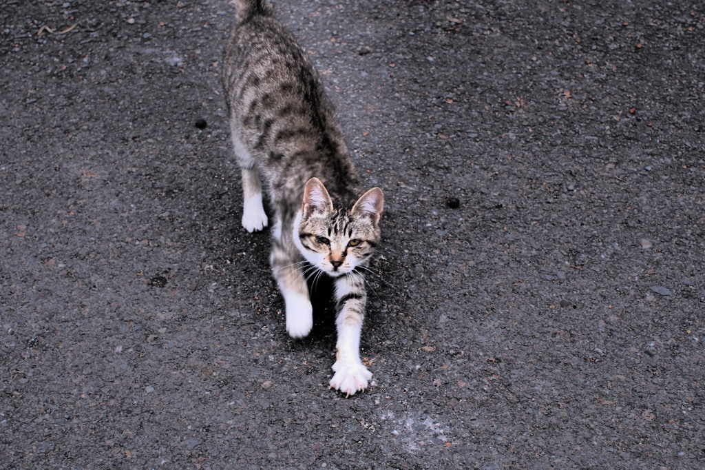 忍び猫