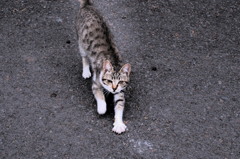 忍び猫