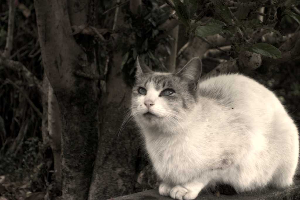 見上げ猫