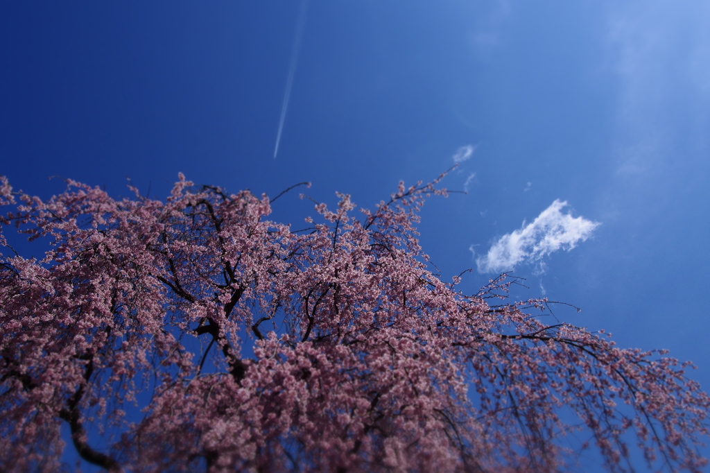 桜の向こうに、雲があり