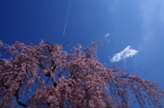桜の向こうに、雲があり