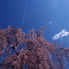 桜の向こうに、雲があり