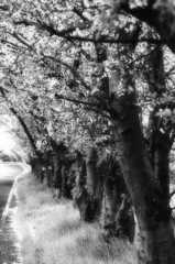 桜道