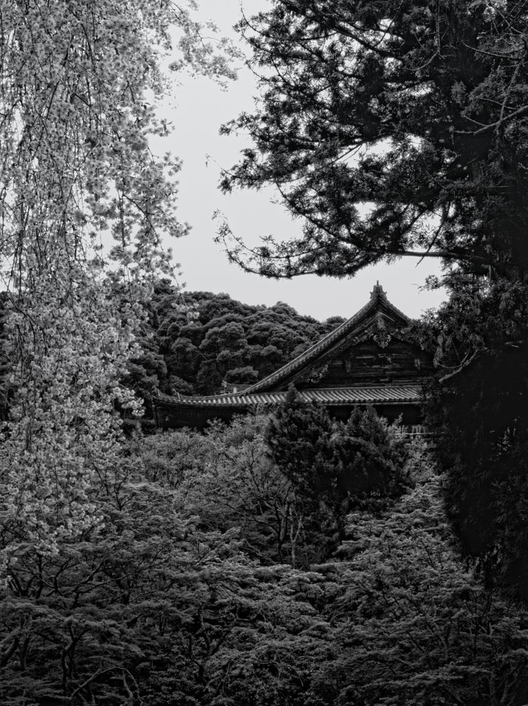 長谷寺春之図