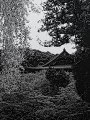 長谷寺春之図