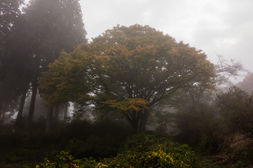 Misty Wood