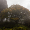 Misty Wood