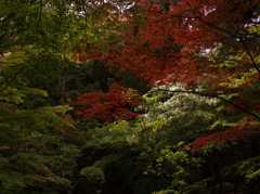 多様な色彩　～霊山寺～