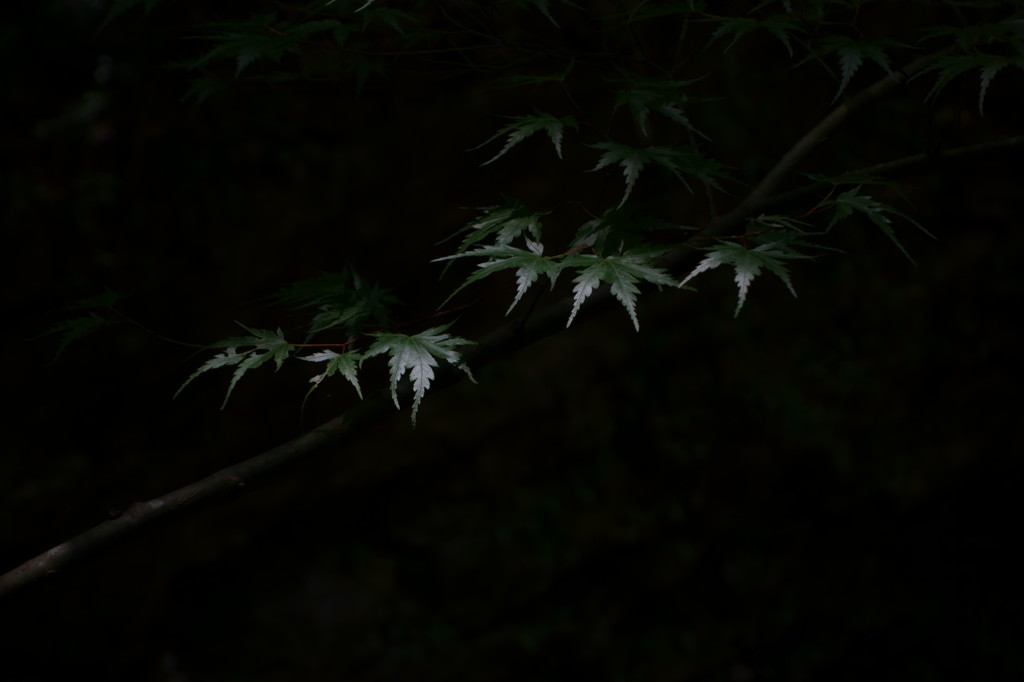 闇に溶けゆく緑