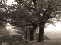 桜の樹の下で