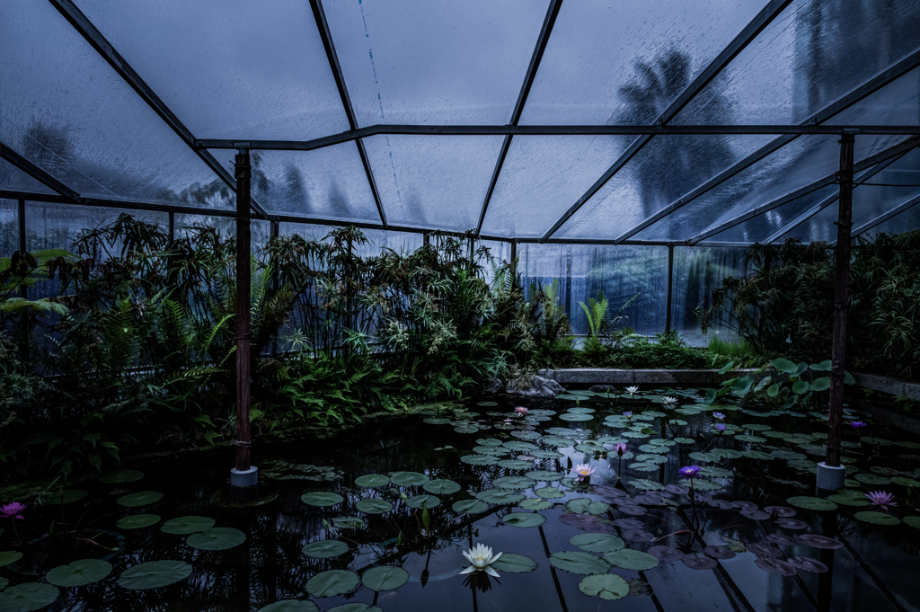 雨の植物園