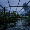 雨の植物園