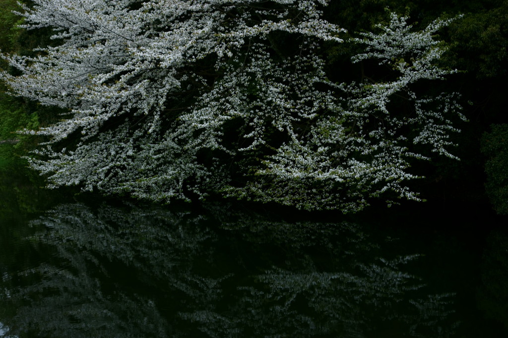 水際桜