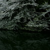 水際桜