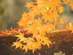 枝垂れ紅葉