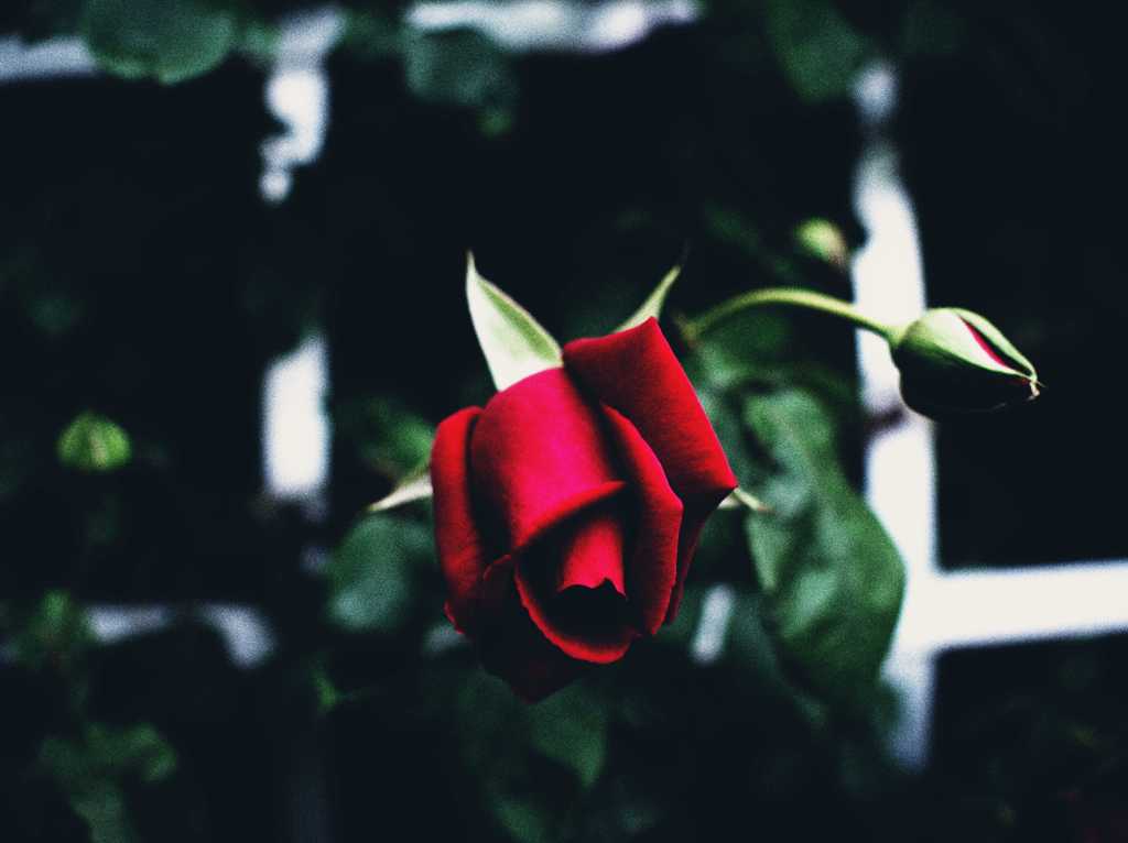 花姿 Ⅲ