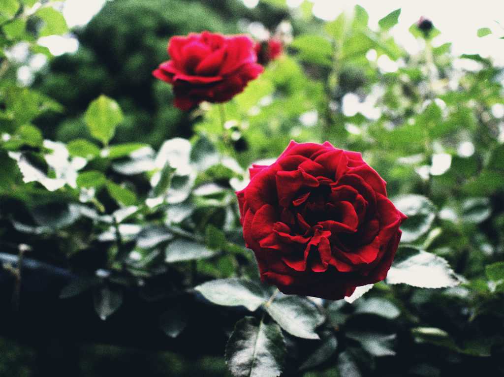 花姿 Ⅴ