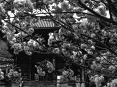 花影仁王門　～長谷寺～