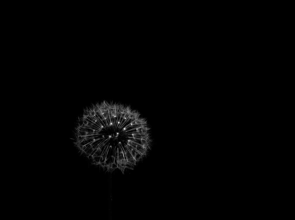 shape of flower  Ⅵ ～dandelion fluff～