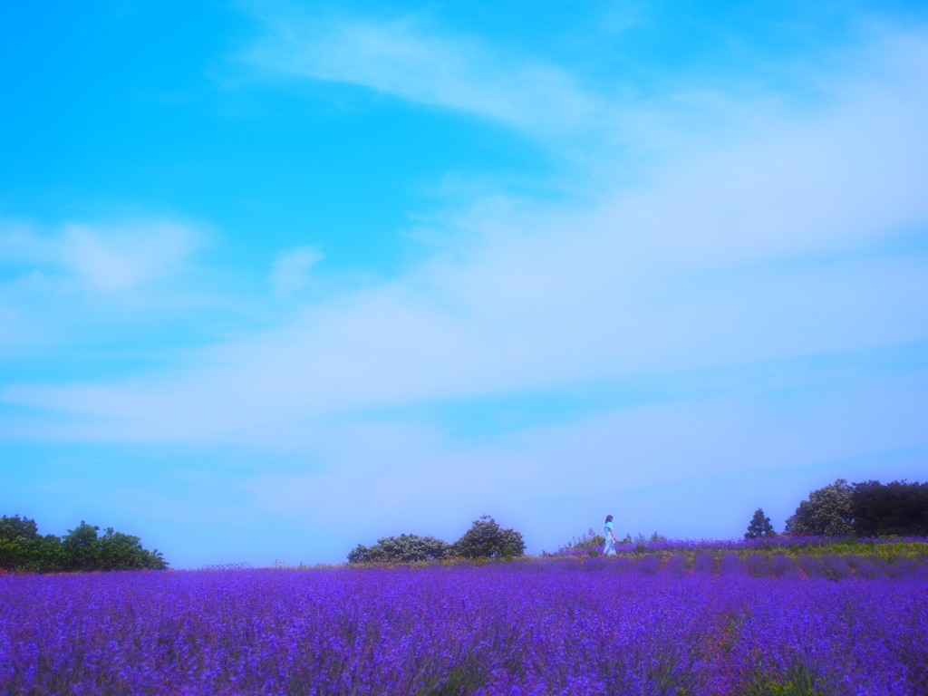 Lady Pastel Ⅱ