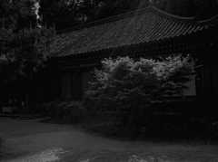 光射す本堂　～浄瑠璃寺～