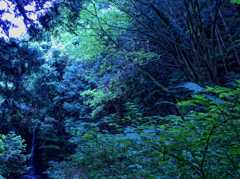 青碧の森 Ⅱ