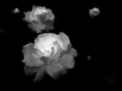 flower portrait ⅩⅤ