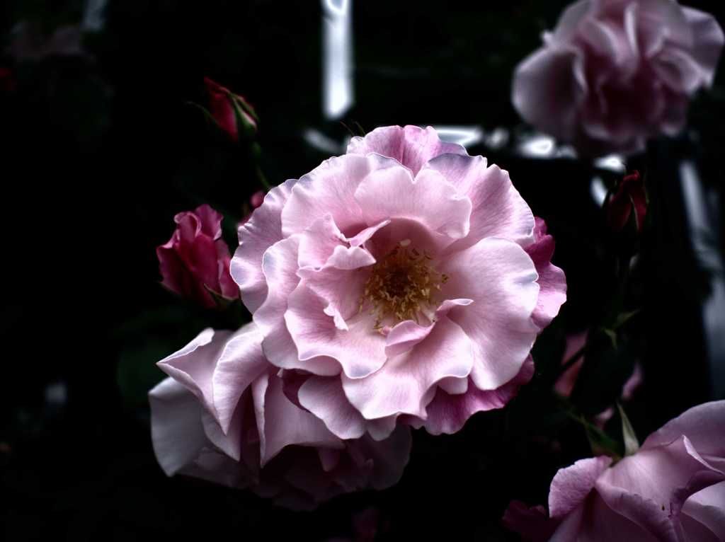 花姿 Ⅶ