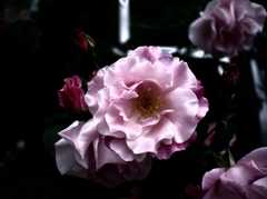 花姿 Ⅶ
