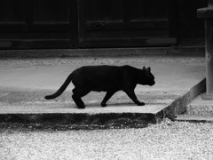 黒猫にとっちゃ、カラーもモノクロも、関係ニャい。