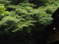 雨の橋本亭