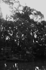光注ぐ池　～狭井神社　鎮女池～