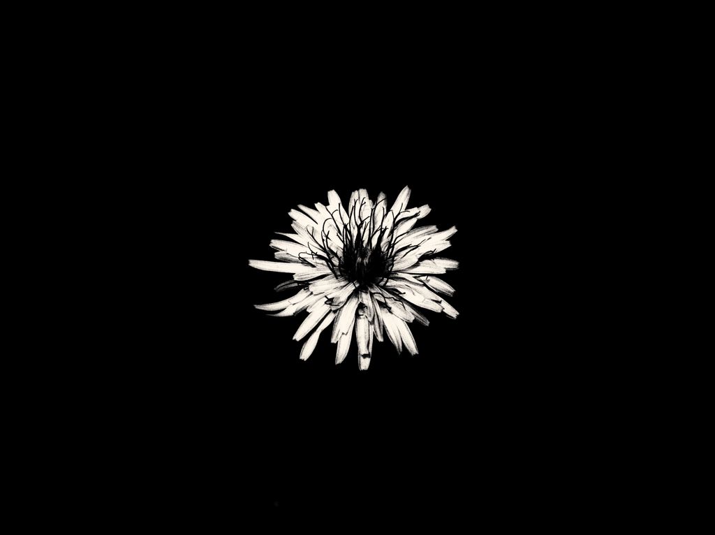 shape of flower