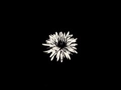 shape of flower
