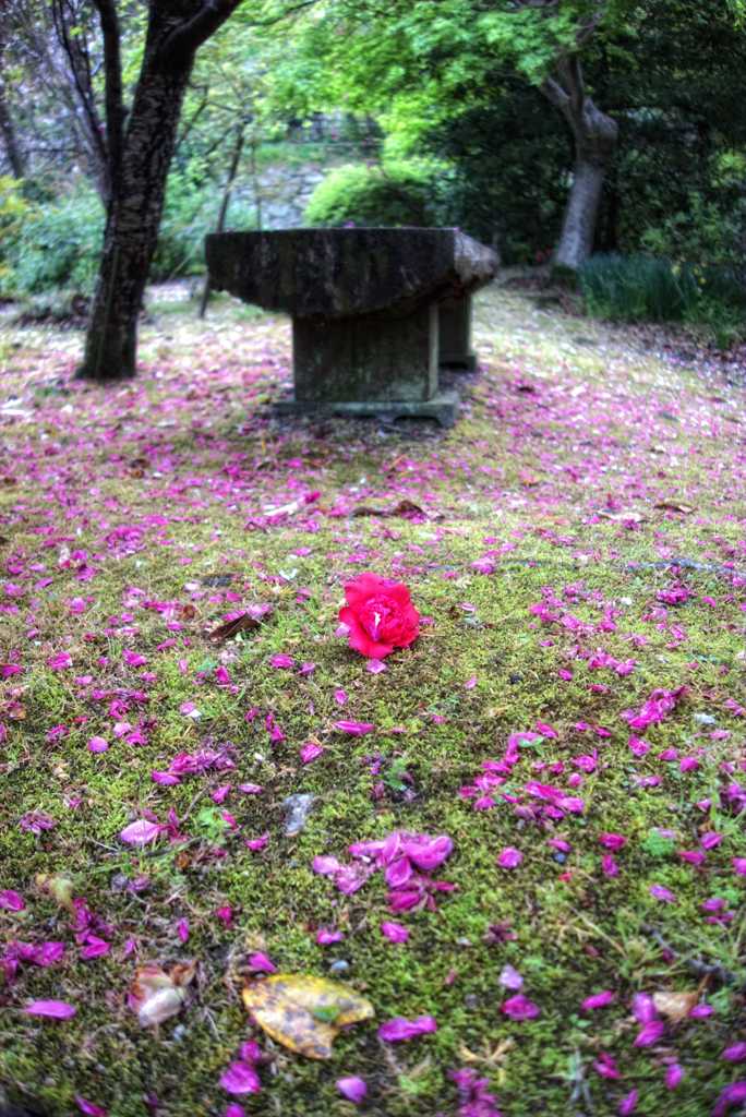 落ち花