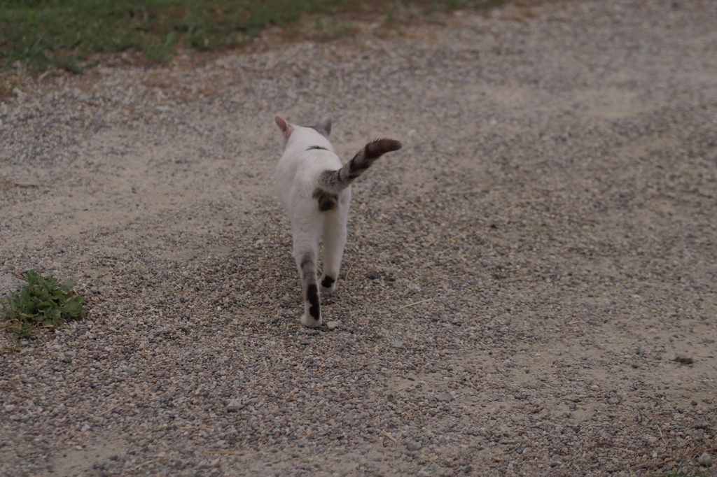 散歩猫