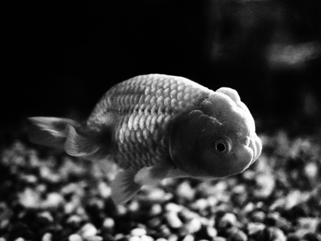 金魚