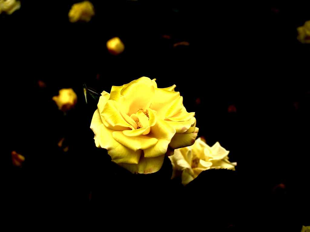 花姿 ⅩⅤ
